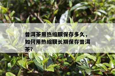 普洱茶用热缩膜保存多久，如何用热缩膜长期保存普洱茶？