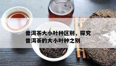 普洱茶大小叶种区别，探究普洱茶的大小叶种之别