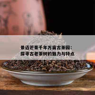 景迈芒景千年万亩古茶园：探寻古老茶树的魅力与特点