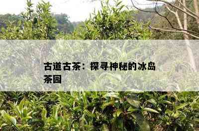 古道古茶：探寻神秘的冰岛茶园