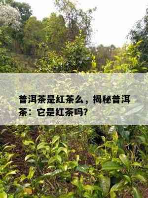 普洱茶是红茶么，揭秘普洱茶：它是红茶吗？