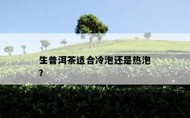 生普洱茶适合冷泡还是热泡？