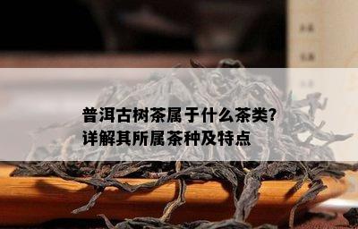 普洱古树茶属于什么茶类？详解其所属茶种及特点