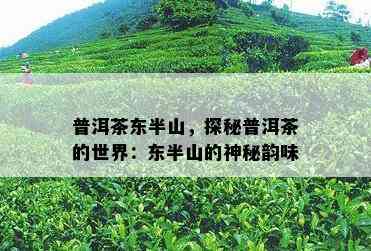 普洱茶东半山，探秘普洱茶的世界：东半山的神秘韵味