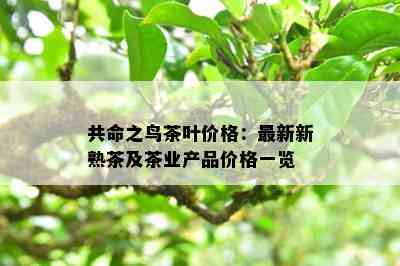 共命之鸟茶叶价格：最新新熟茶及茶业产品价格一览