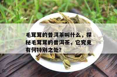 毛茸茸的普洱茶叫什么，探秘毛茸茸的普洱茶，它究竟有何特别之处？