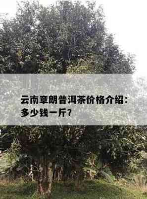 云南章朗普洱茶价格介绍：多少钱一斤？