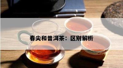 春尖和普洱茶：区别解析