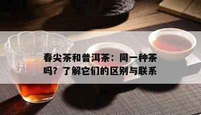 春尖茶和普洱茶：同一种茶吗？熟悉它们的区别与联系