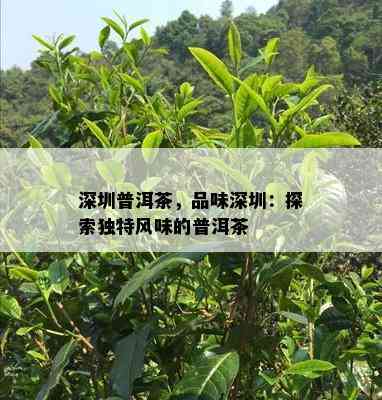 深圳普洱茶，品味深圳：探索独特风味的普洱茶