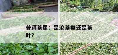 普洱茶属：是沱茶类还是茶叶？