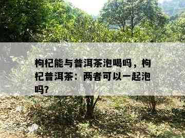 枸杞能与普洱茶泡喝吗，枸杞普洱茶：两者可以一起泡吗？