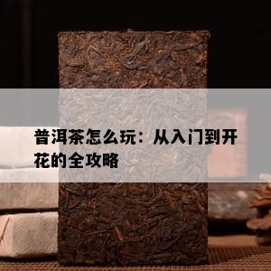 普洱茶怎么玩：从入门到开花的全攻略