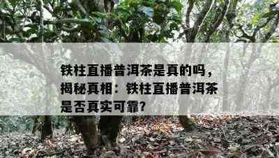 铁柱直播普洱茶是真的吗，揭秘真相：铁柱直播普洱茶是否真实可靠？