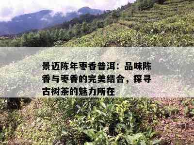 景迈陈年枣香普洱：品味陈香与枣香的完美结合，探寻古树茶的魅力所在