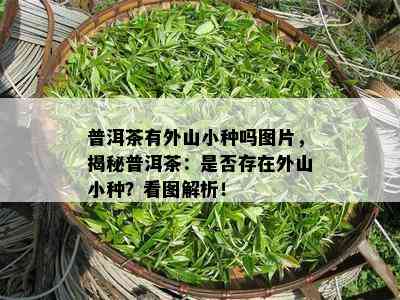 普洱茶有外山小种吗图片，揭秘普洱茶：是否存在外山小种？看图解析！