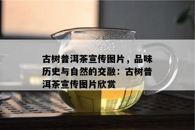 古树普洱茶宣传图片，品味历史与自然的交融：古树普洱茶宣传图片欣赏