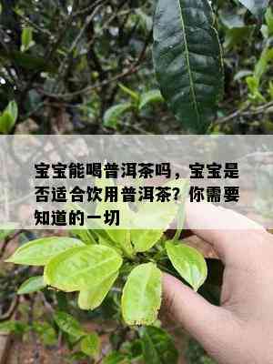 宝宝能喝普洱茶吗，宝宝是否适合饮用普洱茶？你需要知道的一切