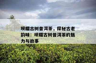 坝糯古树普洱茶，探秘古老韵味：坝糯古树普洱茶的魅力与故事