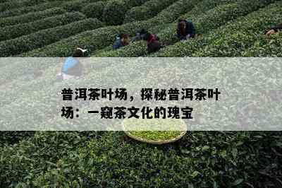 普洱茶叶场，探秘普洱茶叶场：一窥茶文化的瑰宝