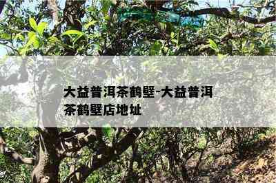 大益普洱茶鹤壁-大益普洱茶鹤壁店地址