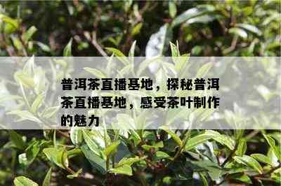 普洱茶直播基地，探秘普洱茶直播基地，感受茶叶制作的魅力