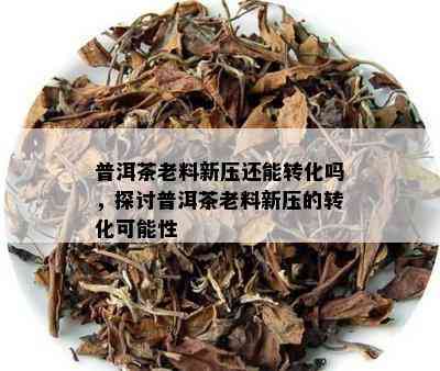 普洱茶老料新压还能转化吗，探讨普洱茶老料新压的转化可能性