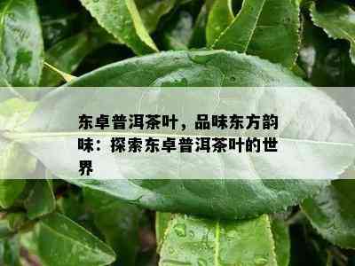 东卓普洱茶叶，品味东方韵味：探索东卓普洱茶叶的世界