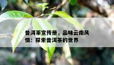 普洱茶宣传册，品味云南风情：探索普洱茶的世界