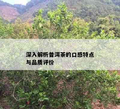 深入解析普洱茶的口感特点与品质评价