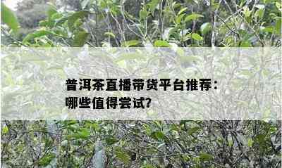 普洱茶直播带货平台推荐：哪些值得尝试？