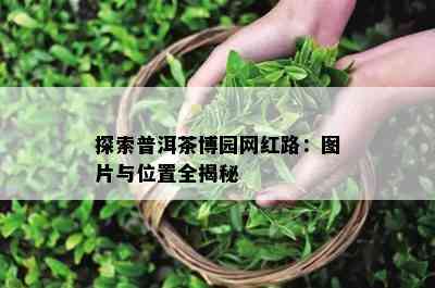 探索普洱茶博园网红路：图片与位置全揭秘