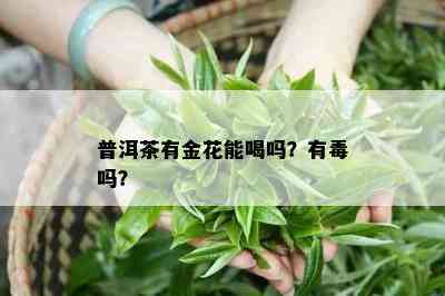 普洱茶有金花能喝吗？有吗？