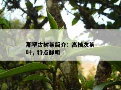 那罕古树茶简介：高档次茶叶，特点鲜明