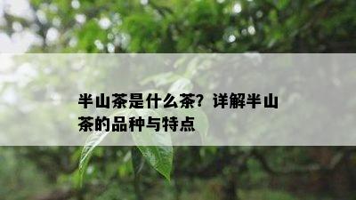 半山茶是什么茶？详解半山茶的品种与特点