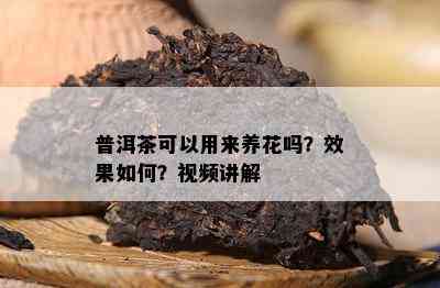 普洱茶可以用来养花吗？效果如何？视频讲解