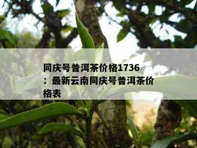 同庆号普洱茶价格1736：最新云南同庆号普洱茶价格表