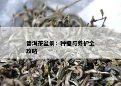 普洱茶盆景：种植与养护全攻略