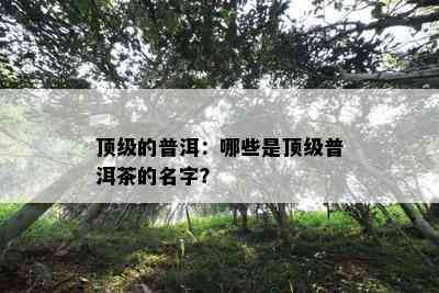 顶级的普洱：哪些是顶级普洱茶的名字？