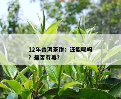 12年普洱茶饼：还能喝吗？是不是有？