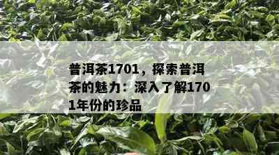 普洱茶1701，探索普洱茶的魅力：深入了解1701年份的珍品