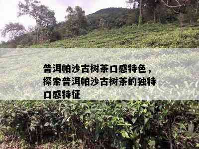 普洱帕沙古树茶口感特色，探索普洱帕沙古树茶的特别口感特征