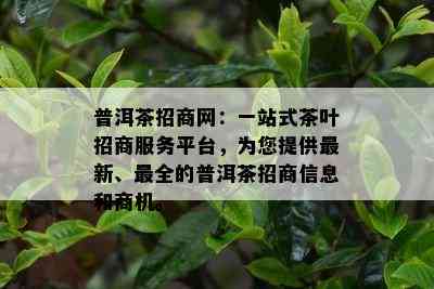 普洱茶招商网：一站式茶叶招商服务平台，为您提供最新、最全的普洱茶招商信息和商机。