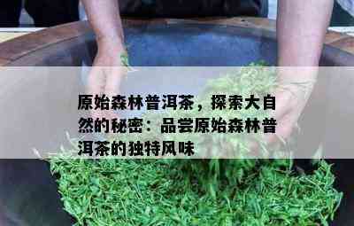 原始森林普洱茶，探索大自然的秘密：品尝原始森林普洱茶的特别风味