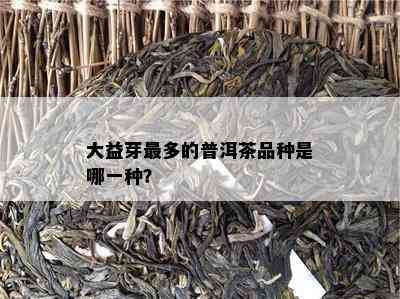 大益芽最多的普洱茶品种是哪一种？