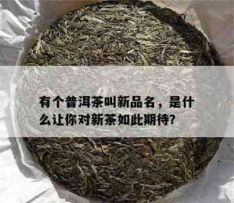 有个普洱茶叫新品名，是什么让你对新茶如此期待？