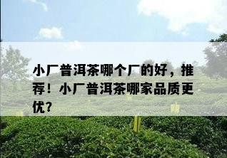 小厂普洱茶哪个厂的好，推荐！小厂普洱茶哪家品质更优？