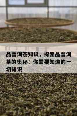 品普洱茶知识，探索品普洱茶的奥秘：你需要知道的一切知识