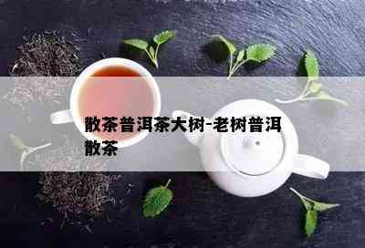 散茶普洱茶大树-老树普洱散茶