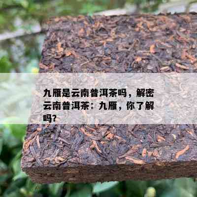 九雁是云南普洱茶吗，解密云南普洱茶：九雁，你熟悉吗？